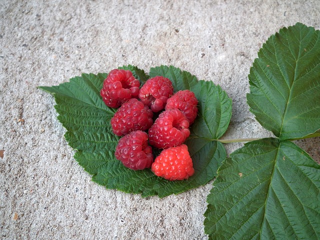 health benefits of red raspberry leaves