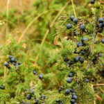 juniper-berries-benefits